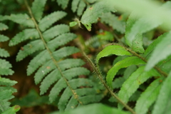 Microlepia hookeriana