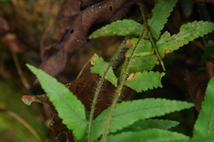 Microlepia hookeriana