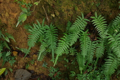 Microlepia hookeriana