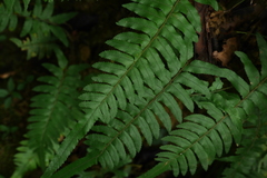 Microlepia hookeriana