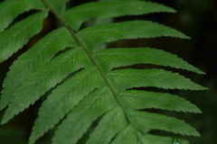 Microlepia hookeriana