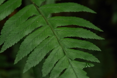 Microlepia hookeriana