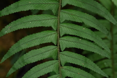 Microlepia hookeriana