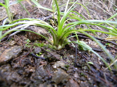 Isoetes durieui