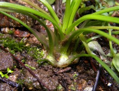 Isoetes durieui