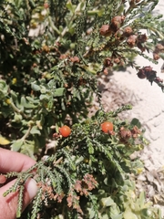 Passerina ericoides