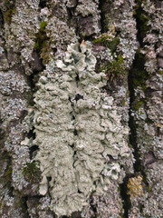 Flavoparmelia soredians
