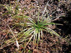 Isoetes durieui