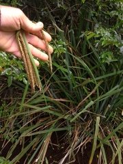 Carex mossii