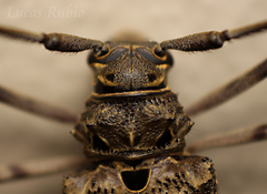 Macropophora accentifer