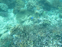 Paracanthurus hepatus