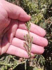 Passerina ericoides