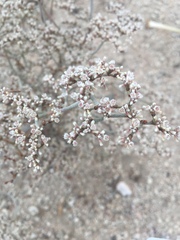 Eriogonum plumatella