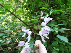 Plectranthus saccatus