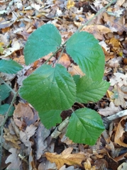 Rubus phoenicolasius