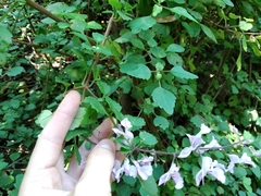 Plectranthus saccatus