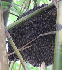 Apis florea