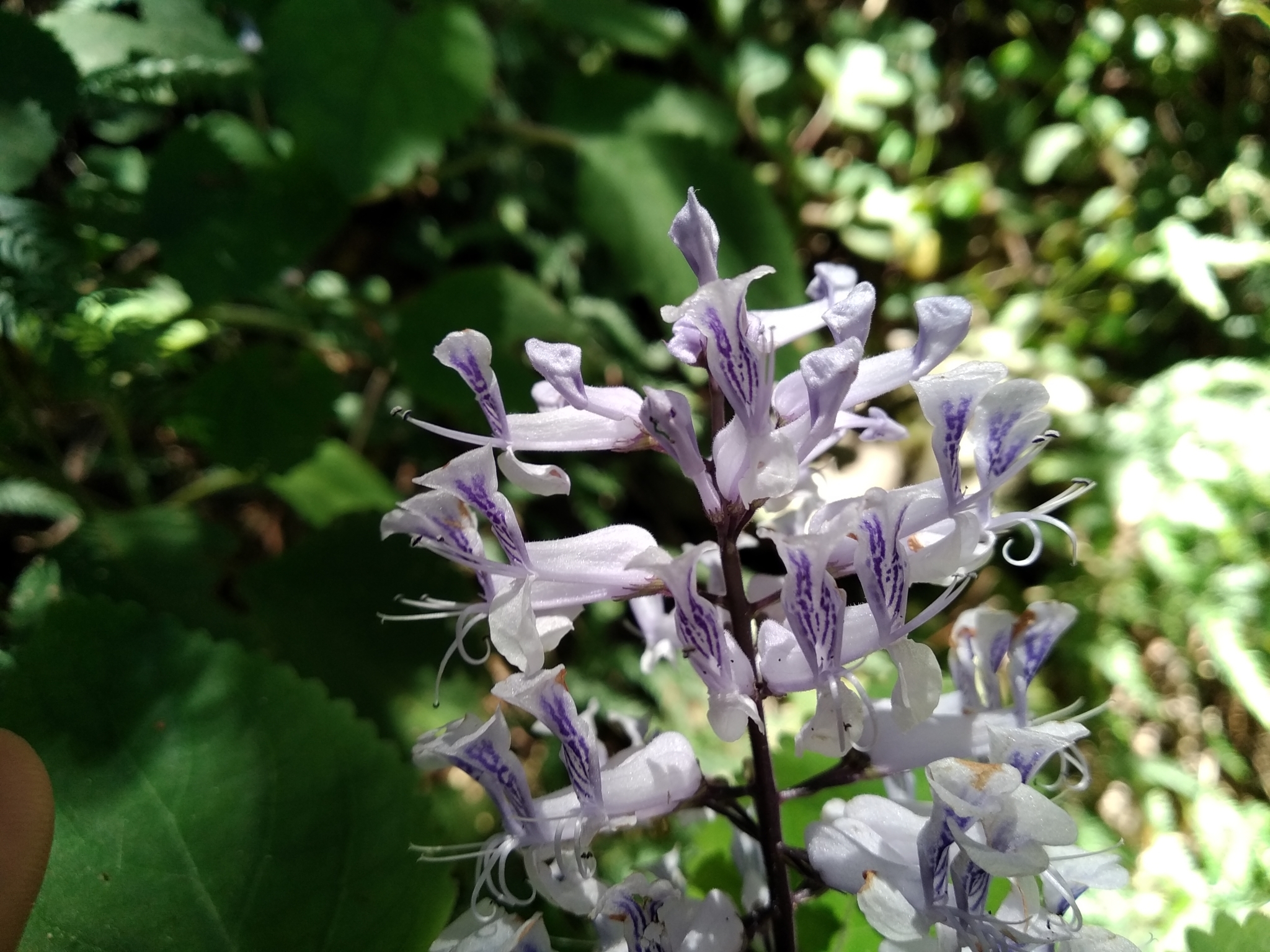 Zulu Spurflower Plectranthus Zuluensis Plants Candide