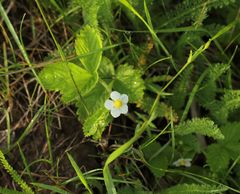 Fragaria vesca