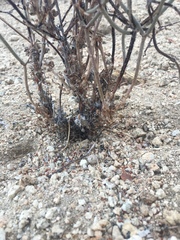 Eriogonum plumatella