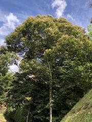 Cordia alliodora