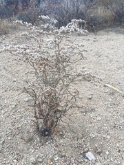 Eriogonum plumatella