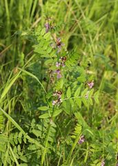 Vicia sepium