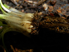 Isoetes histrix