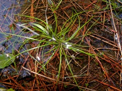 Isoetes histrix