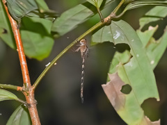 Gynacantha subinterrupta