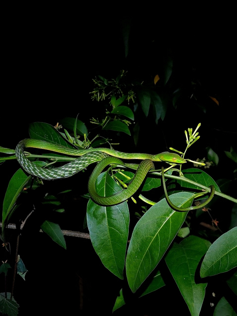 Farnsworth's Vine Snake