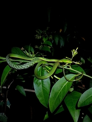 Farnsworth's Vine Snake photo 1