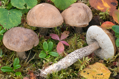 Leccinum schistophilum
