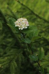 Aronia mitschurinii