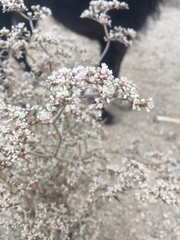 Eriogonum plumatella