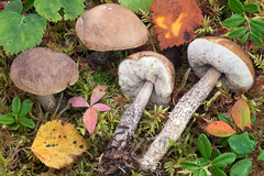 Leccinum schistophilum