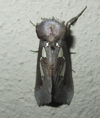 Antiophlebia bracteata