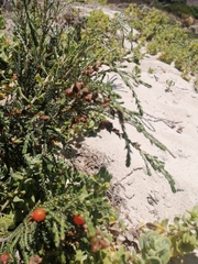 Passerina ericoides