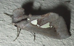 Antiophlebia bracteata