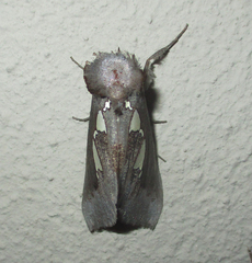 Antiophlebia bracteata