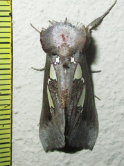 Antiophlebia bracteata