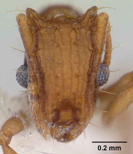 Blepharidatta brasiliensisBlepharidatta brasiliensis