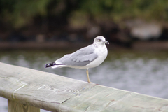 Larus delawarensis