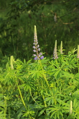 Lupinus polyphyllus