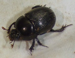 Geotrupes blackburnii