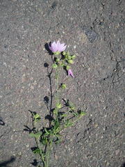 Malva excisa