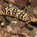 Banded Gila Monster - Photo (c) Travis W. Reeder, some rights reserved (CC BY-NC), uploaded by Travis W. Reeder