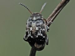 Bruchus affinis