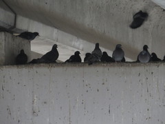 Columba livia domestica