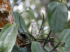 Diplocentrum recurvum
